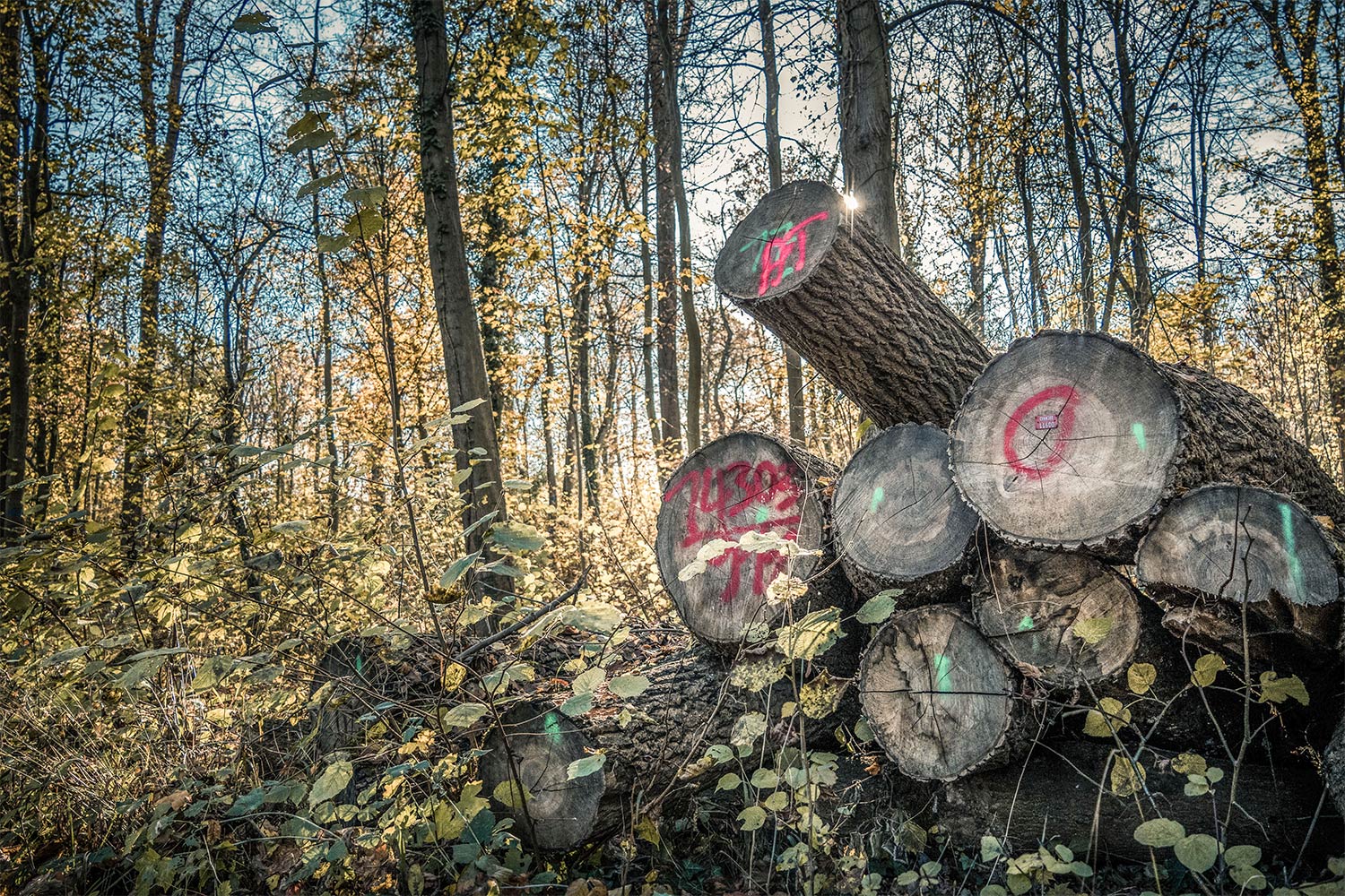 85_Herbst_LiHo_2020_K1000964-Holz